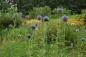 Preview: Echinops ritro | Kugeldistel